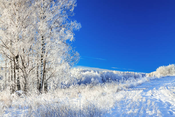 istock rural winter landscape a with blue sky, a field and forest 868848246