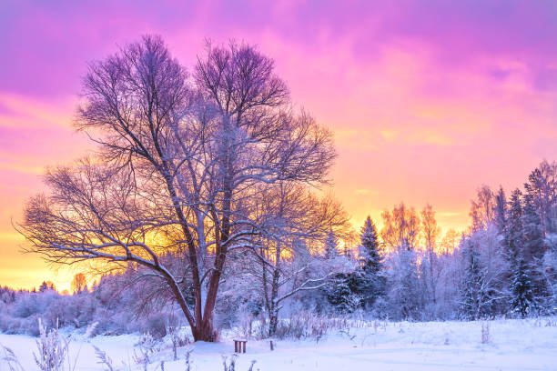istock winter landscape with forest, trees and sunrise 868848472