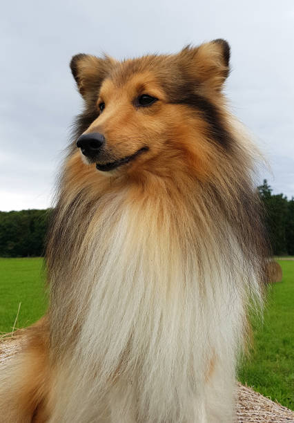 istock Sheltie, Shetland Sheepdog 868848828