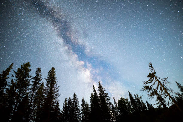istock Pine trees silhouette Milky Way night sky 868853038