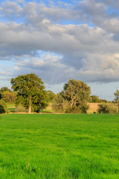 istock Trees in the Countryside 868853332
