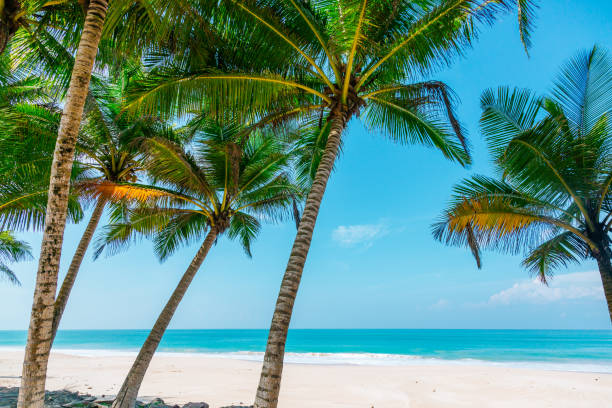 istock Coconut trees and turquoise Indian Ocean 868856382