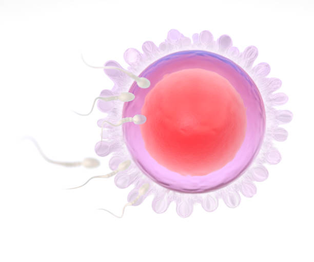 istock 3d illustration of sperm and egg cell 868860628