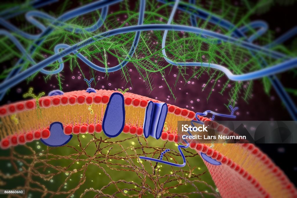 3d illustration of cell membrane and lipid bilayer Cell Membrane Stock Photo