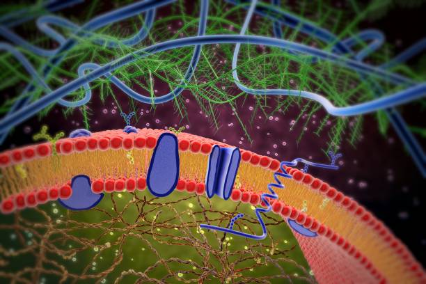 3d illustration of cell membrane and lipid bilayer - membrana celular imagens e fotografias de stock