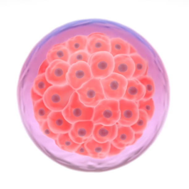 istock 3d illustration of a morula embryo 868860688