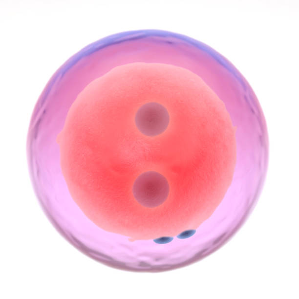 istock 3d illustration of a zygote 868860786