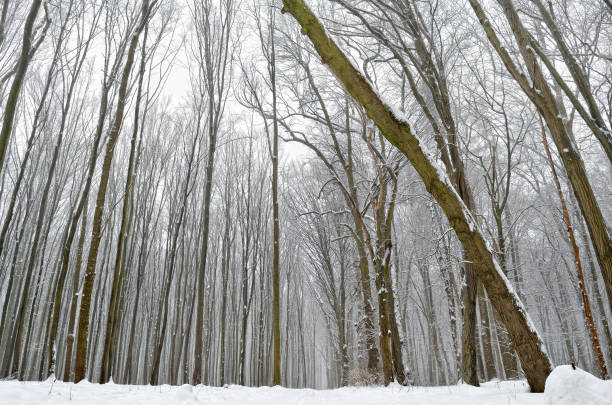 istock Winter trees covered with snow in the forest . 868860906