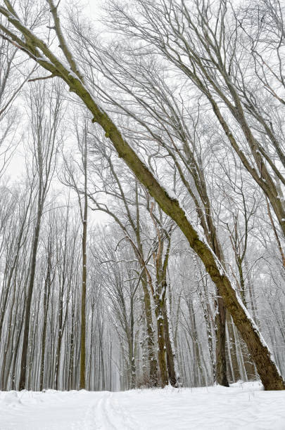 istock Winter trees covered with snow in the forest . 868860966