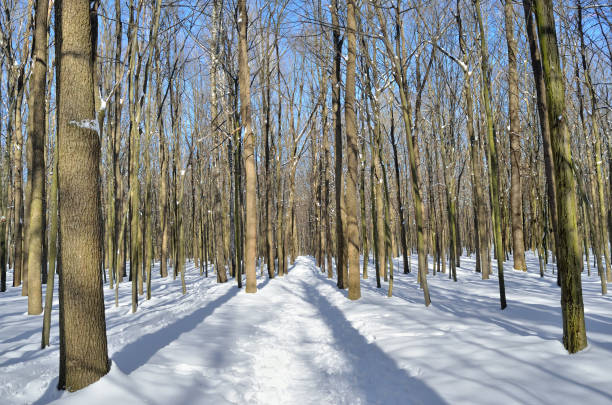istock Winter trees covered with snow in the forest . 868861262