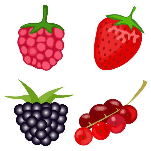ягоды, малина, клубника, ежевика, смородина. - currant gooseberry red currant red stock illustrations