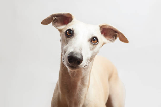 istock studio portrait of a beautiful whippet dog 868865136