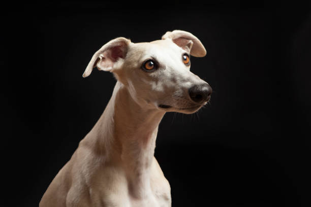 istock studio portrait of a beautiful whippet dog 868866132