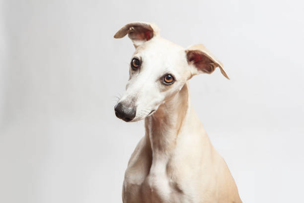 istock studio portrait of a beautiful whippet dog 868866642