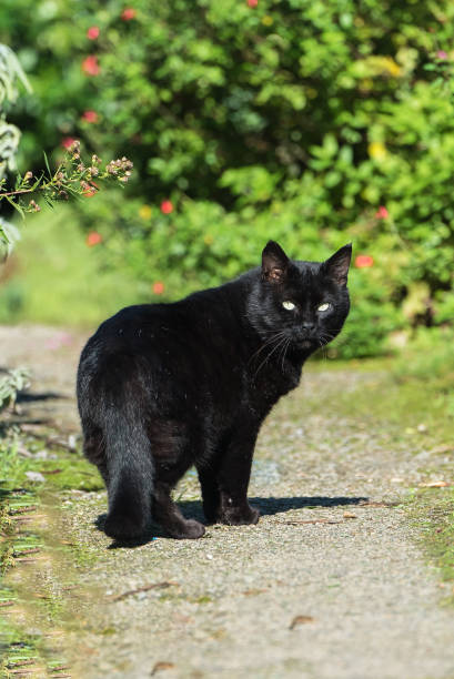istock Black cat, long hair cat 868866768
