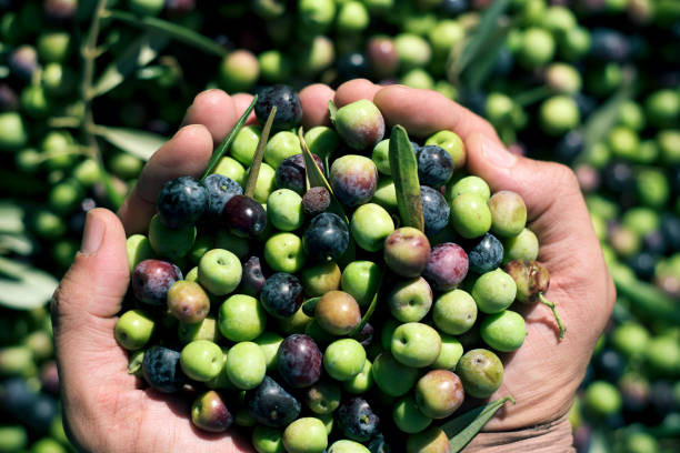 istock harvesting olives in Spain 868866874
