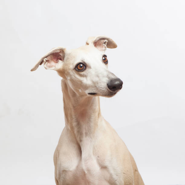 istock studio portrait of a beautiful whippet dog 868866948