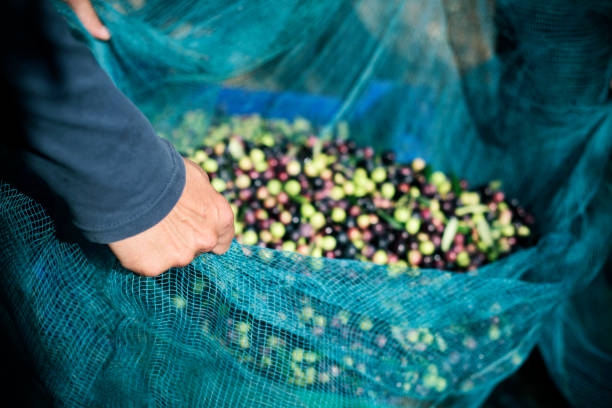 istock harvesting olives in Spain 868866966