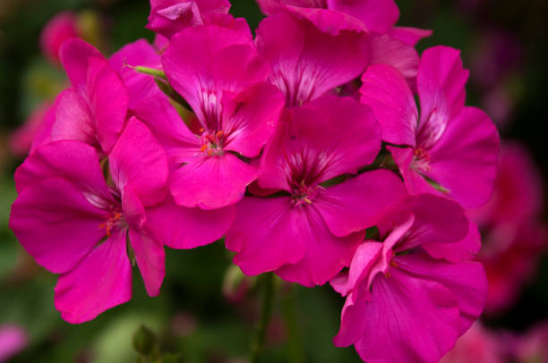 head of hot pink geranium flowers