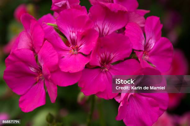 Head Of Hot Pink Geranium Flowers Stock Photo - Download Image Now - Geranium, Pink Color, Cranesbill