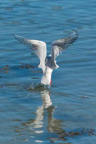 istock Gull, white bird diving and fishing 868871934