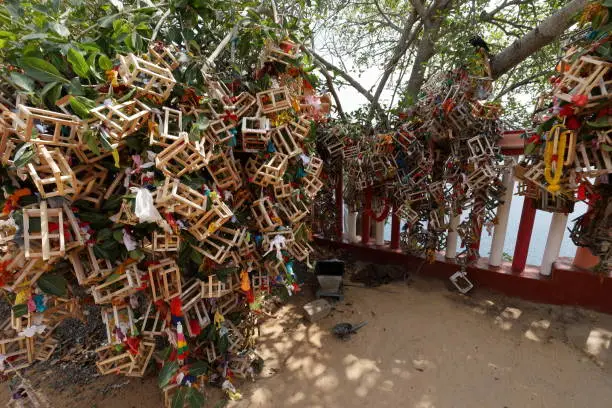 Photo of Bodi tree in Koneswaram Temple of Trincomalee in Sri Lanka