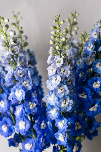 istock Blue delphinium flower with green leaves on light gray background 868872358