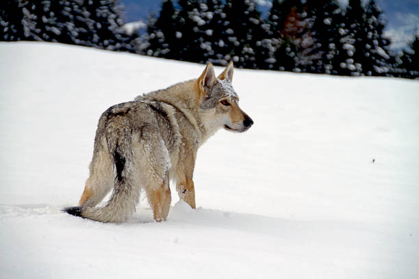 Czechoslovak wolf Czechoslovak wolf dog on the snow in the mountains former czechoslovakia stock pictures, royalty-free photos & images