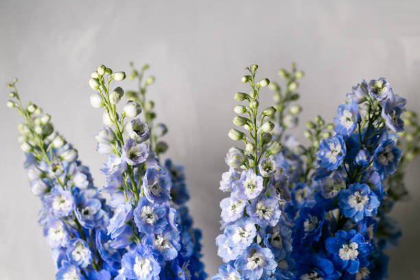 Blue delphinium flower with green leaves on light gray background
