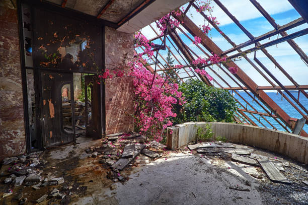 Beauty flower in winter Garden The interior old ruined hotel in abandoned Yugoslavian military resort with a view of Adriatic sea in Kupari, Croatia stock photo