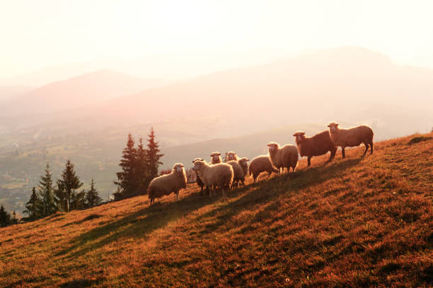 istock Herd of sheeps in autumn mountains. 868872650