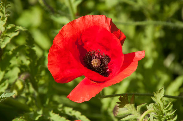istock Single red flanders poppy with black centre 868872822