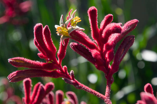 istock Red kangaroo paw flowers 868873112