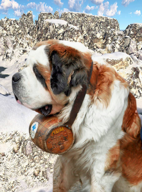 istock Bernardine dog in Swiss Alps 868876246