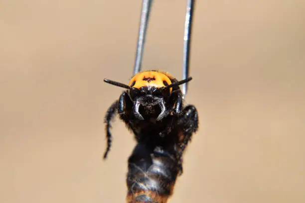 Photo of Megascolia maculata. The mammoth wasp.