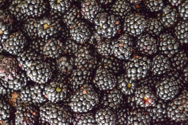 istock Plate with berries black blackberries 868879632