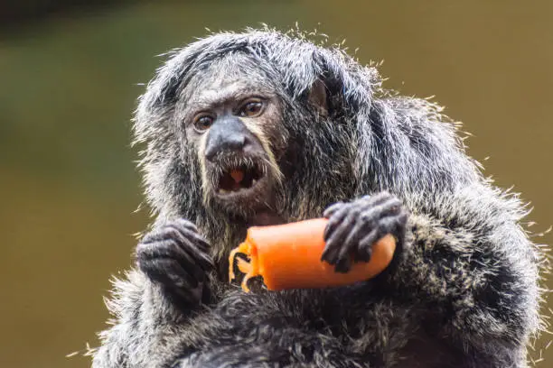 tamarin ( Saguinus ) little monkeys that are very agile and active