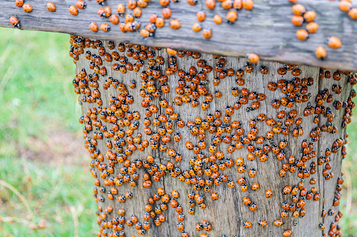 Lots of ladybugs on a wooden bench