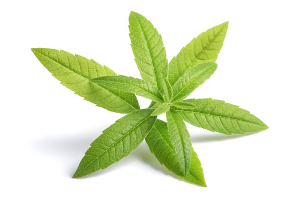 Lemon Verbena (beebrush) Lemon Verbena sprig (beebrush) isolated on white background white verbena stock pictures, royalty-free photos & images