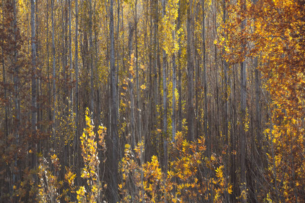 istock Poplar And Plane Trees With Yellow Autumn Leaves 868891128