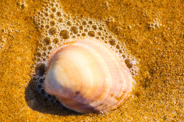 istock natural sea shell lying on the sandy beach, washed by water, sunny day 868892184