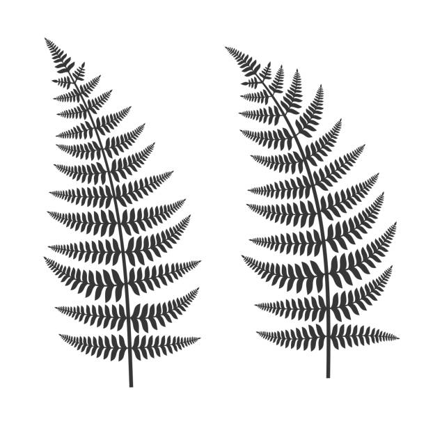 набор листьев папоротника - fern forest tree area vector stock illustrations