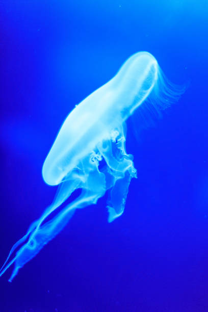 istock White jelly fish in blue aquarium floating 868895380