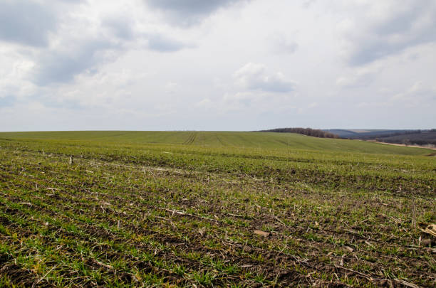 istock Green field of wheat on spring 868896318