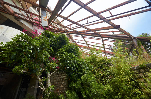 Beauty flower in winter Garden The interior old ruined hotel in abandoned Yugoslavian military resort with a view of Adriatic sea in Kupari, Croatia stock photo