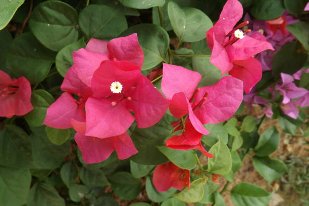 istock Bougainvillea flower from Thailand 868899486
