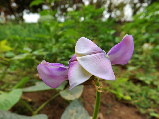 istock Closeup bean flower and green leaf 868899738