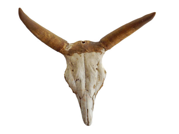 istock Cow skull with mystic symbol isolated on white background 868899884