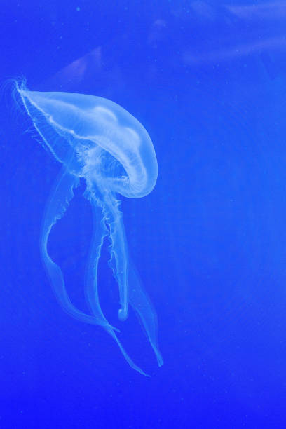 istock White jelly fish in blue aquarium floating 868900580