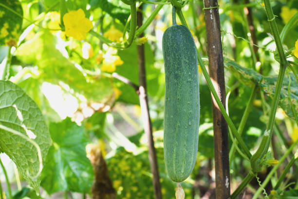 istock green cucumber on tree in garden 868904410